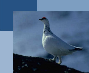 Grouse - Ripa